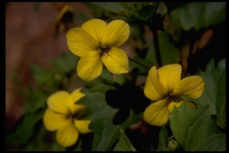 Viola di Baker 2