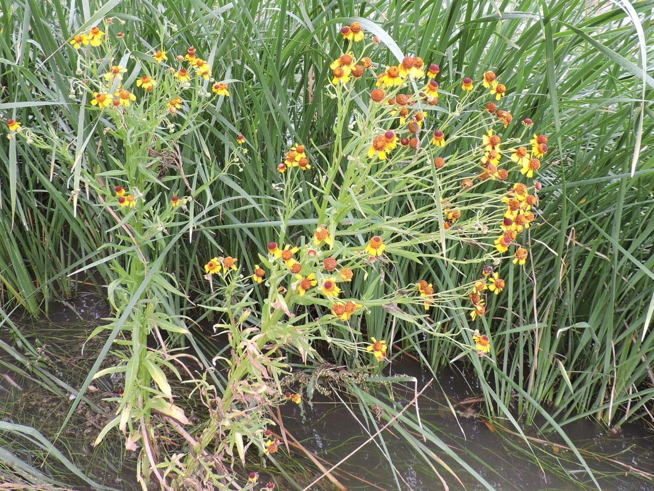 Hélenium élégant 9