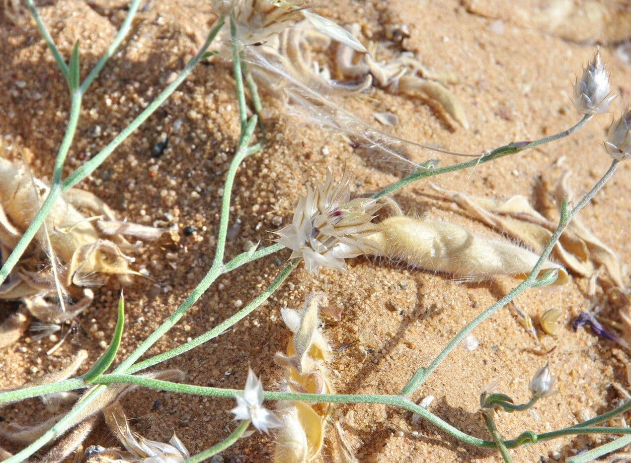 Catananche 7