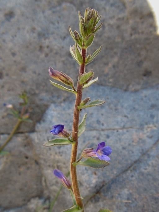 Stemodia durantifolia 14