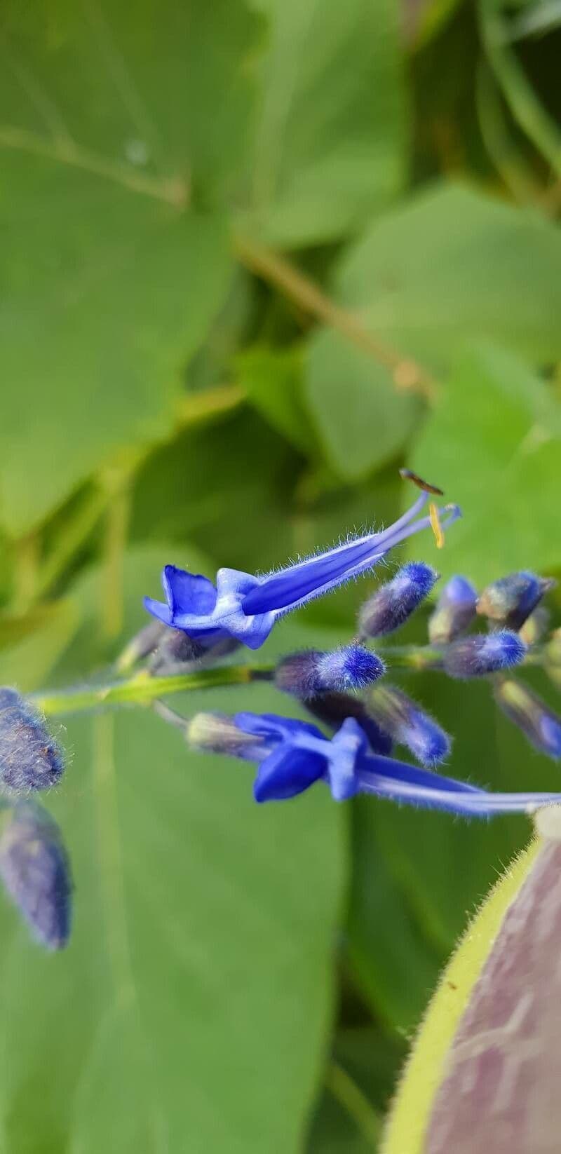 Salvia patens 2