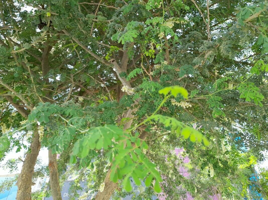 Acacia albida 10