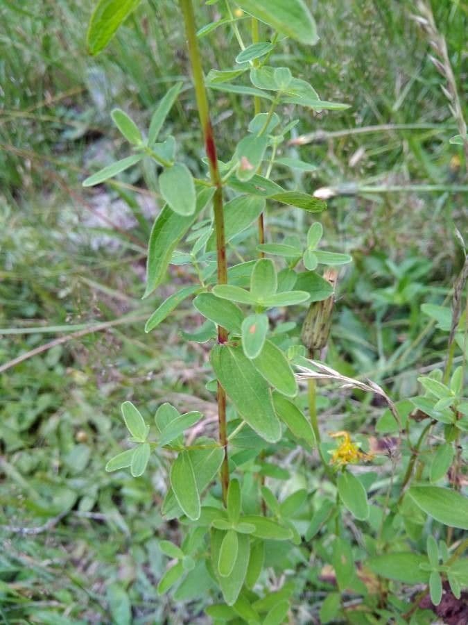 Millepertuis maculé 29