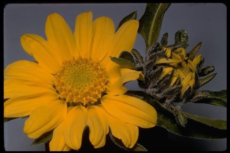 Helianthella 4