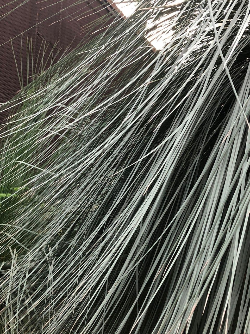 Xanthorrhoea glauca 16