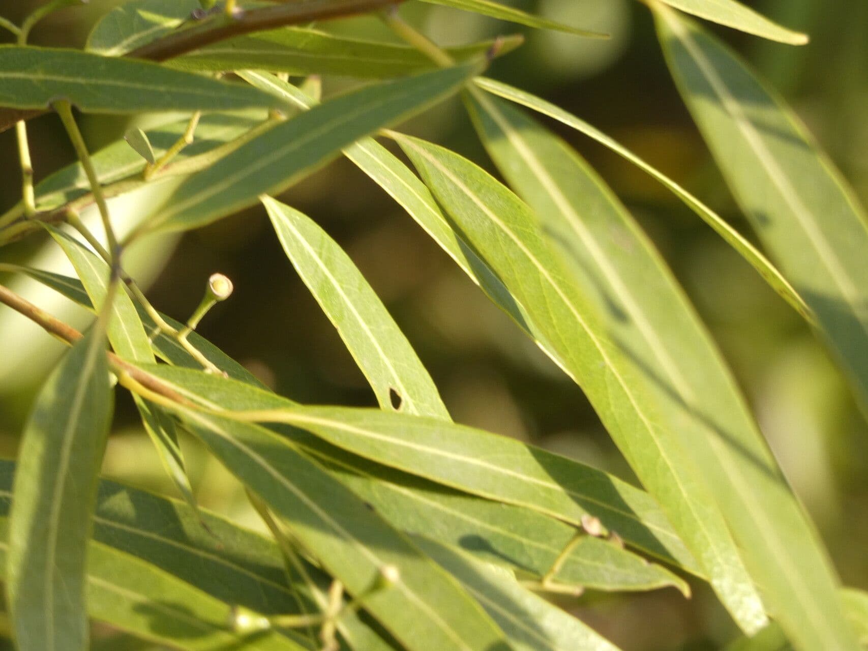 Nectandra angustifolia 10