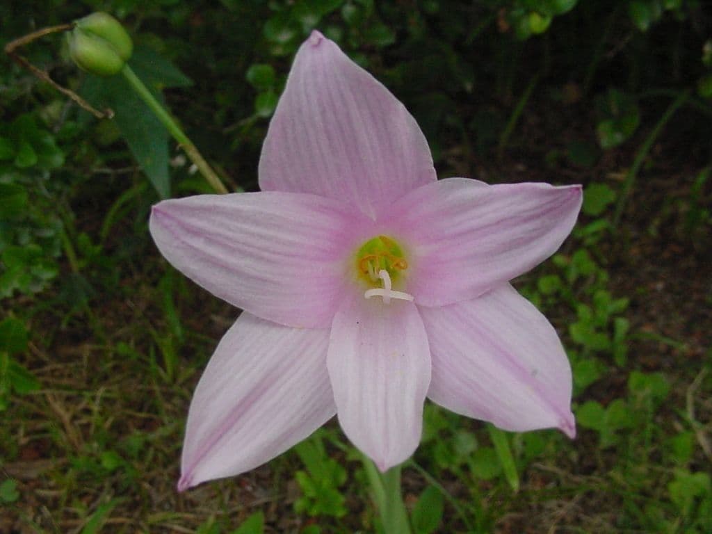 Zephyranthes 5