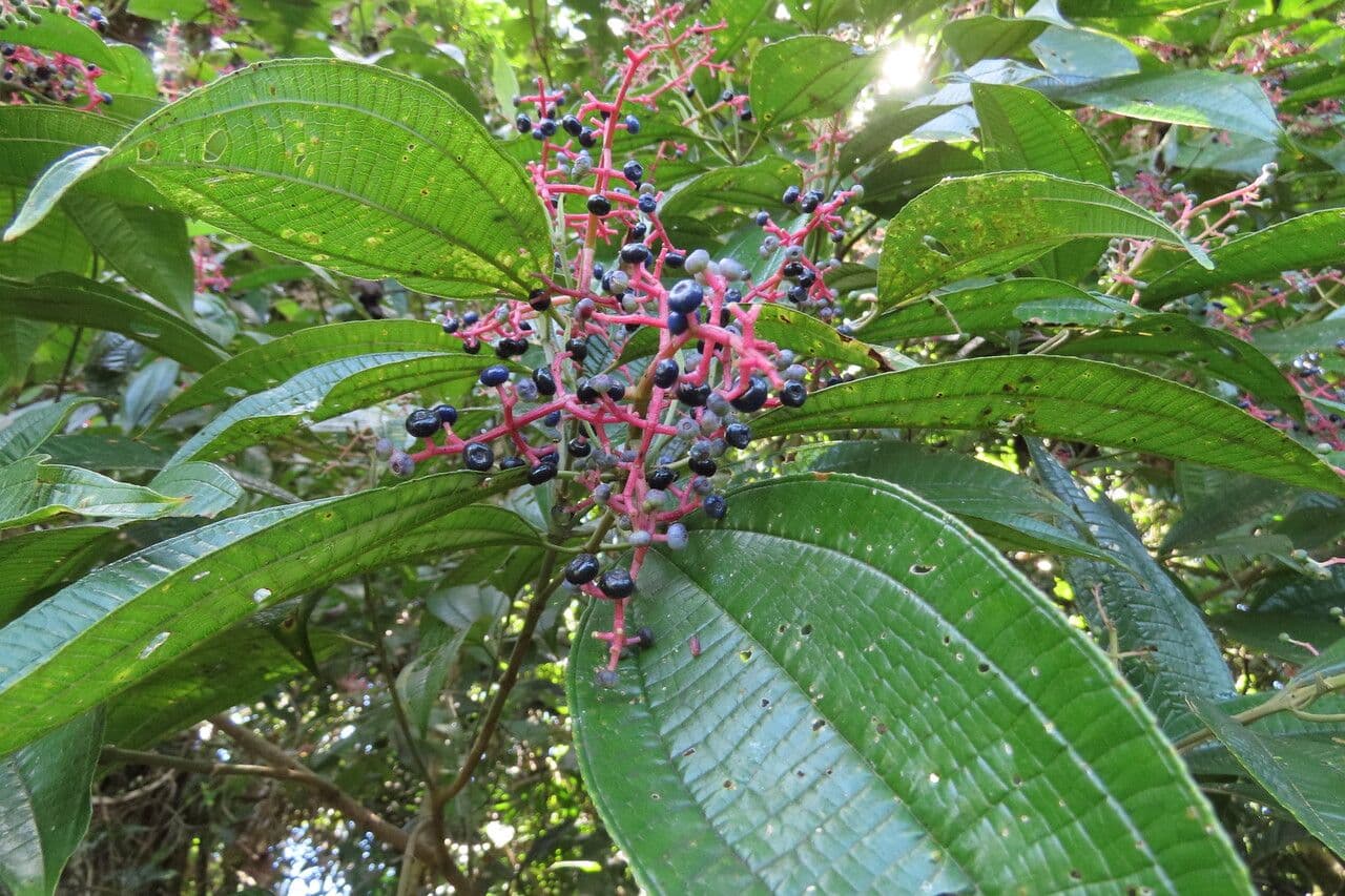 Miconia affine 16