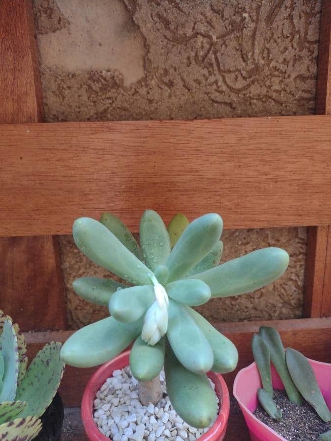 Pachyphytum 2