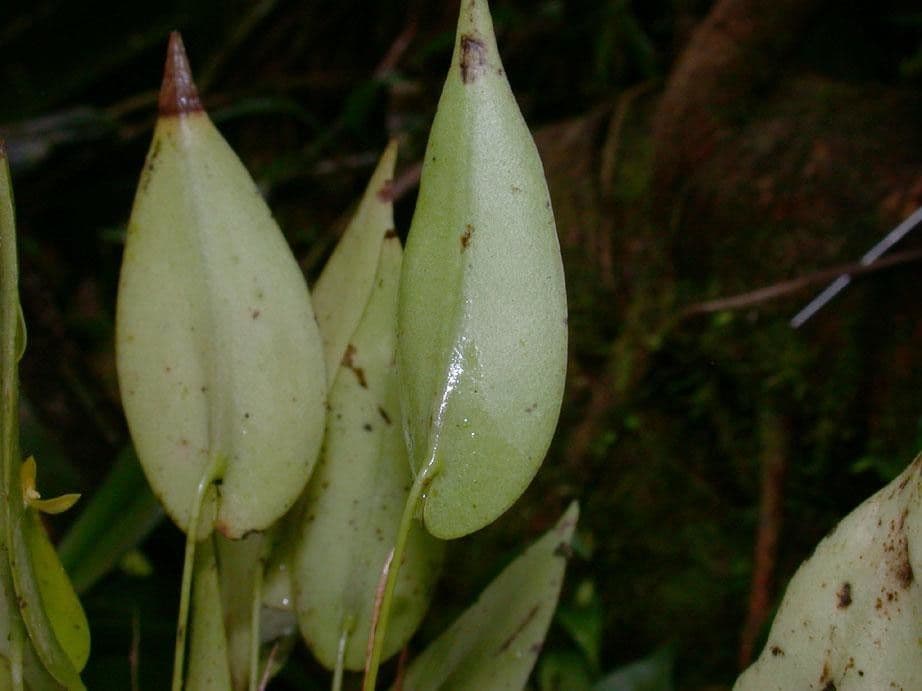Pleurothallis 3