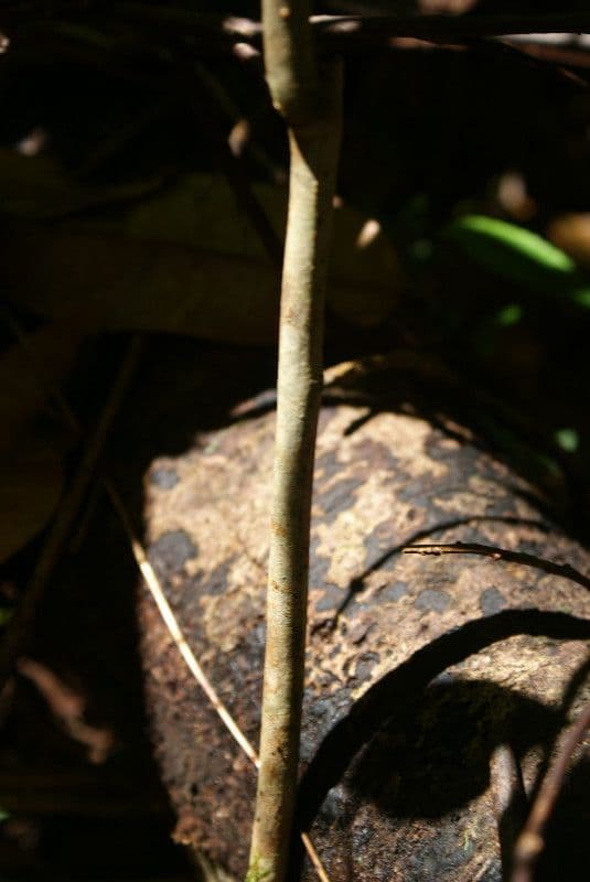 Ardisia crenata 21