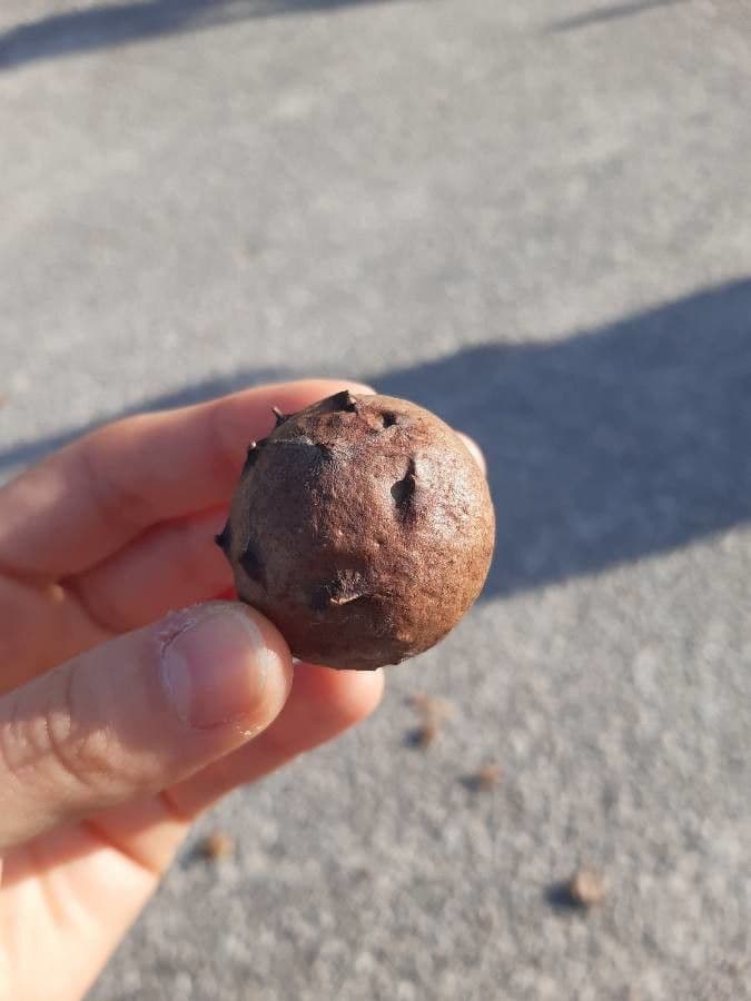 Quercia lusitanica 19
