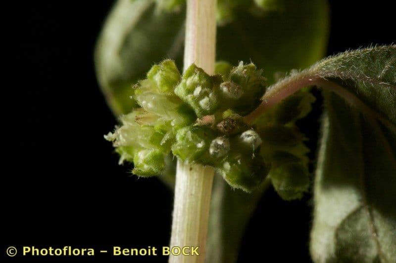 Parietaria