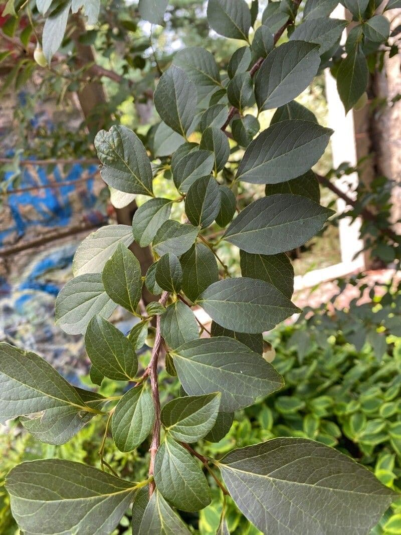 Styrax japonicus 19