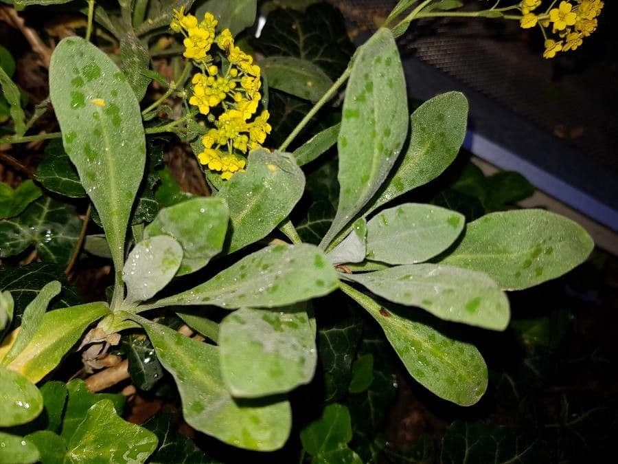 Aurinia saxatilis 19