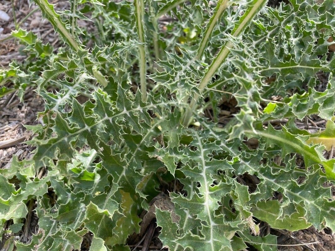 Cardo dorato 15