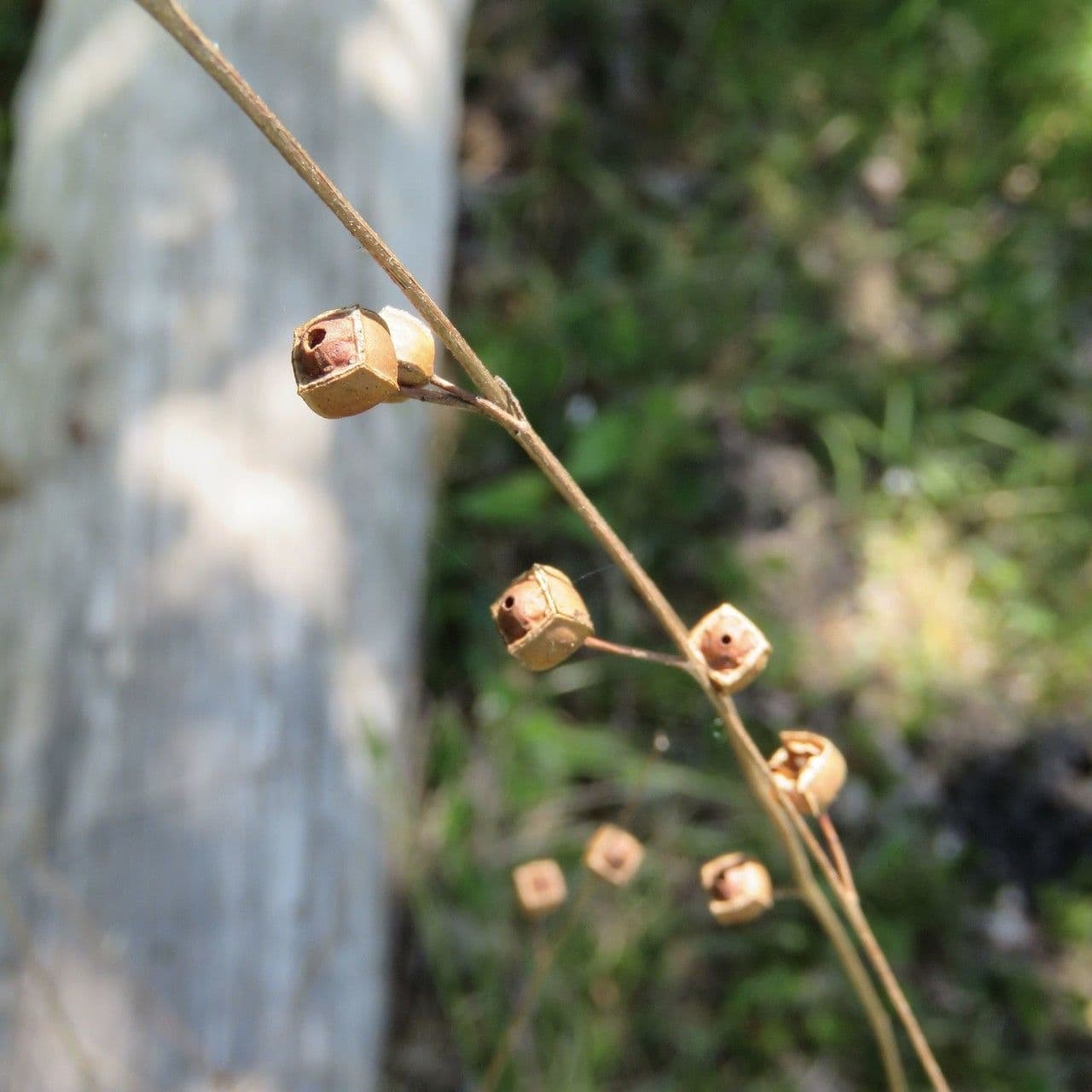 Ludwigia alternifolia 4