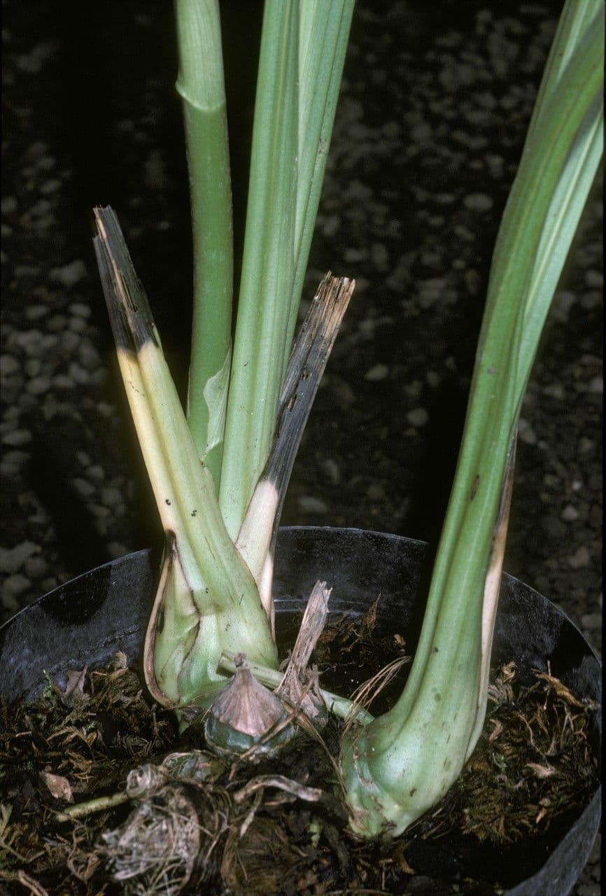 Phaius di Tankerville 18