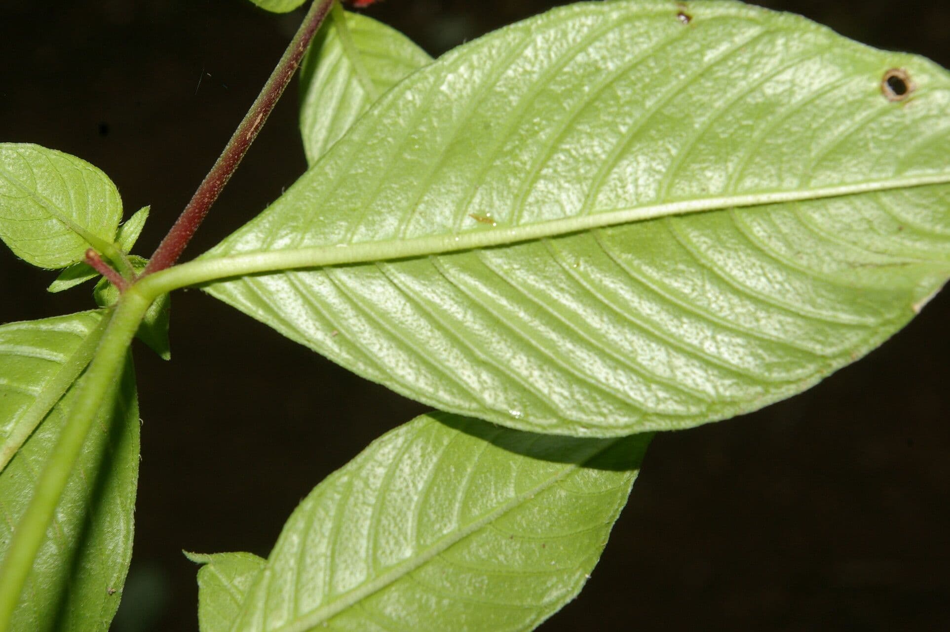 Cuphea appendiculata 9