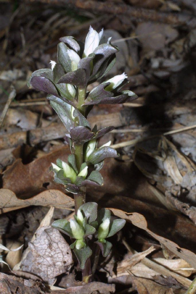 Viereckblume 10