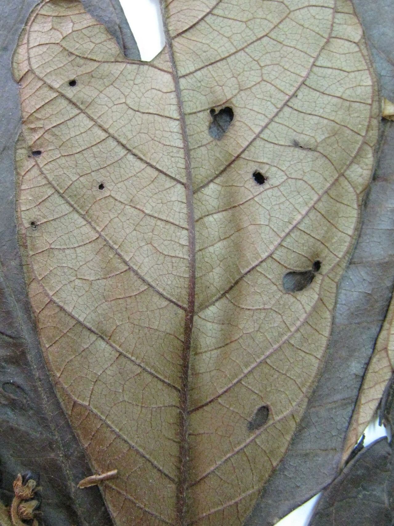 Byrsonima 4