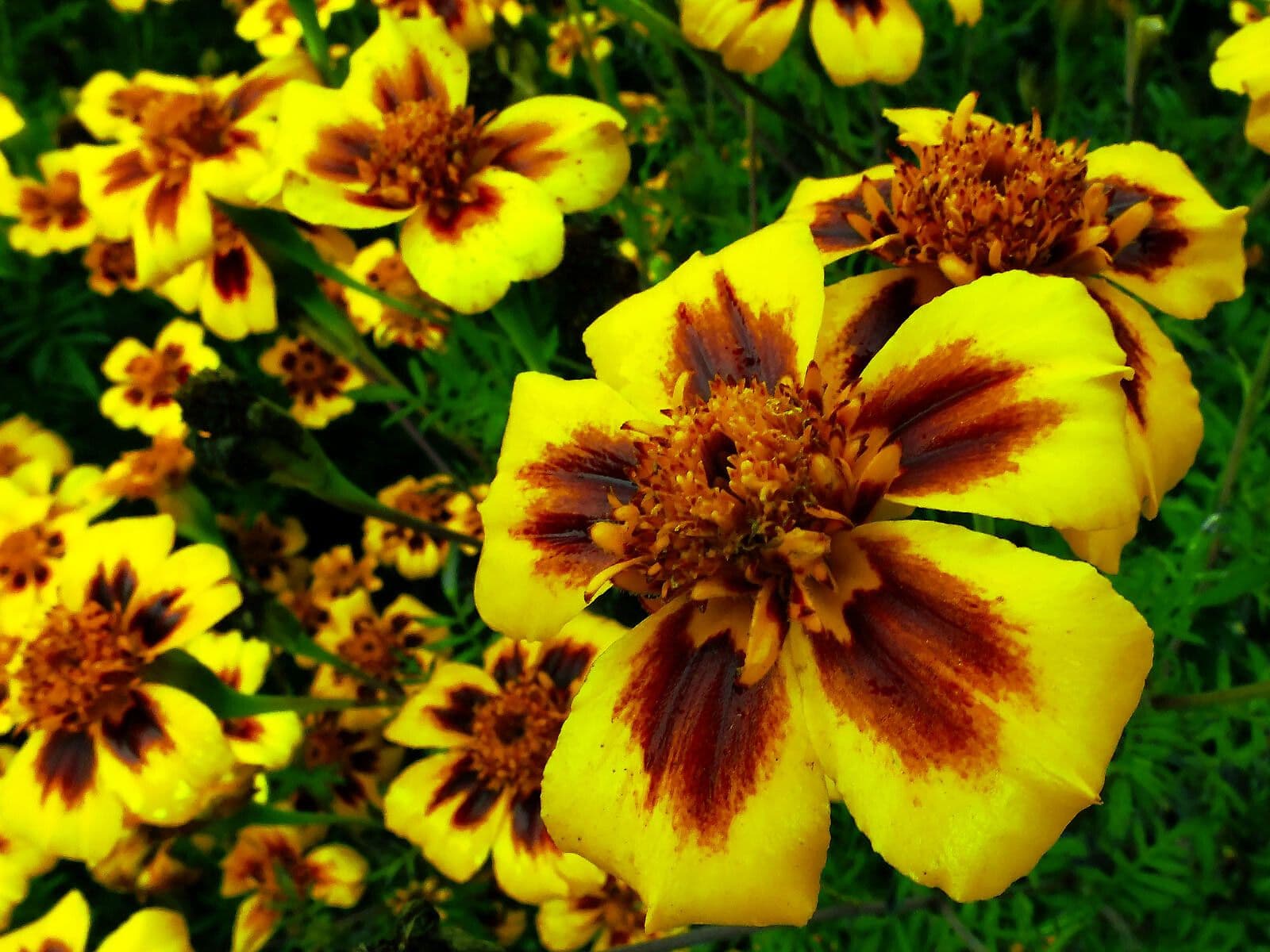 Tagetes lunulato 5