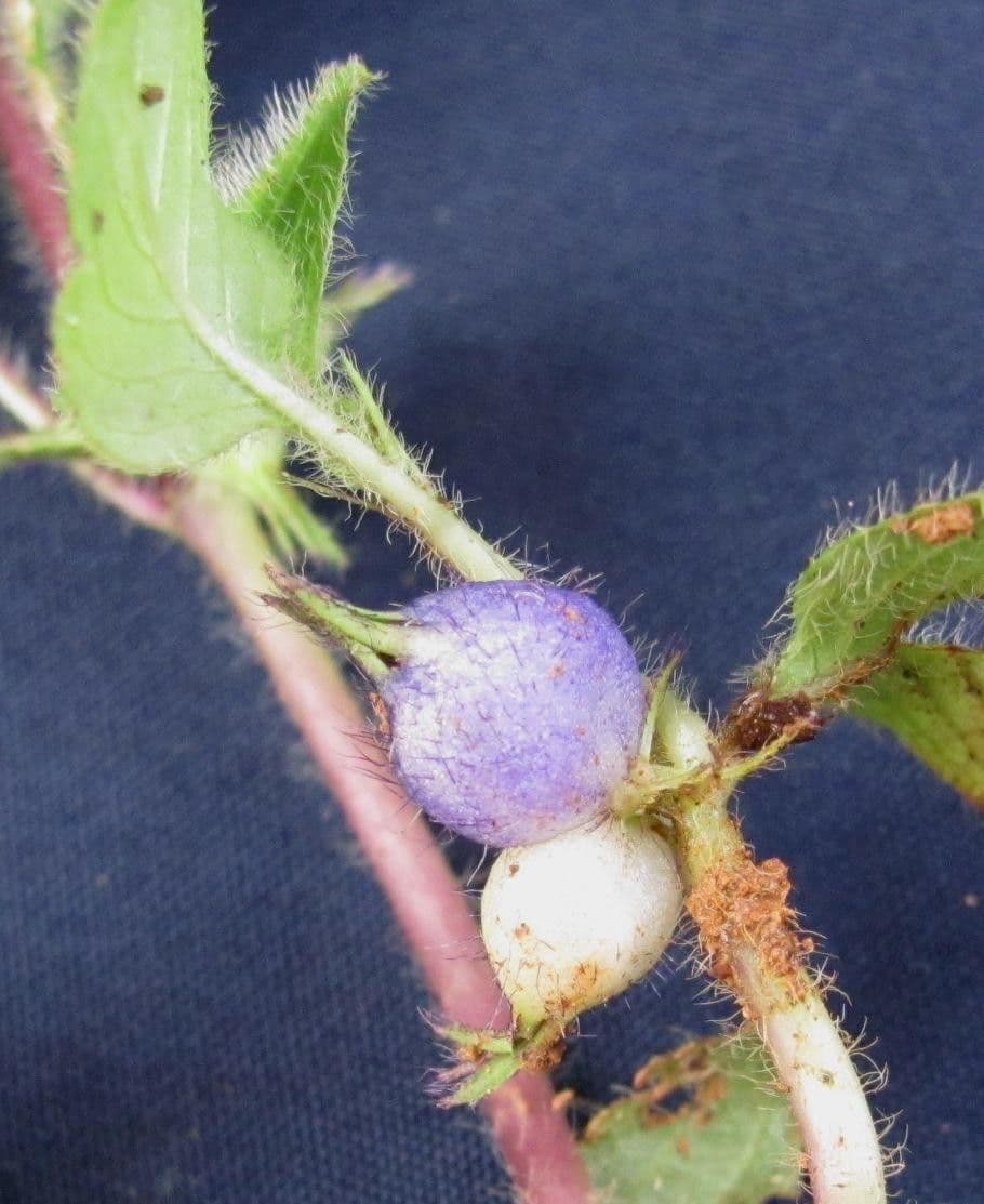 Coccocypselum 5