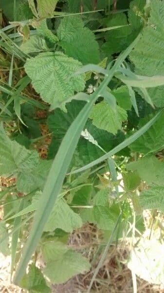 Säbel-Kratzdistel 20