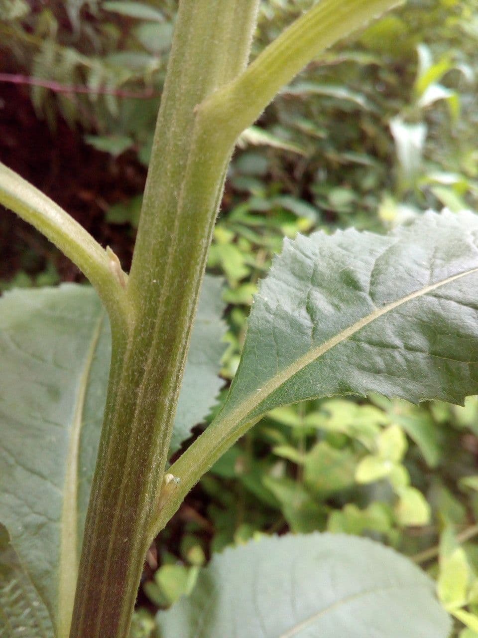 Bayonner Greiskraut 25