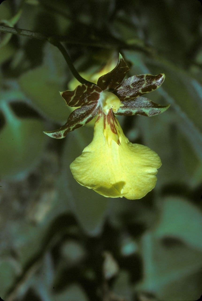 Oncidium 2