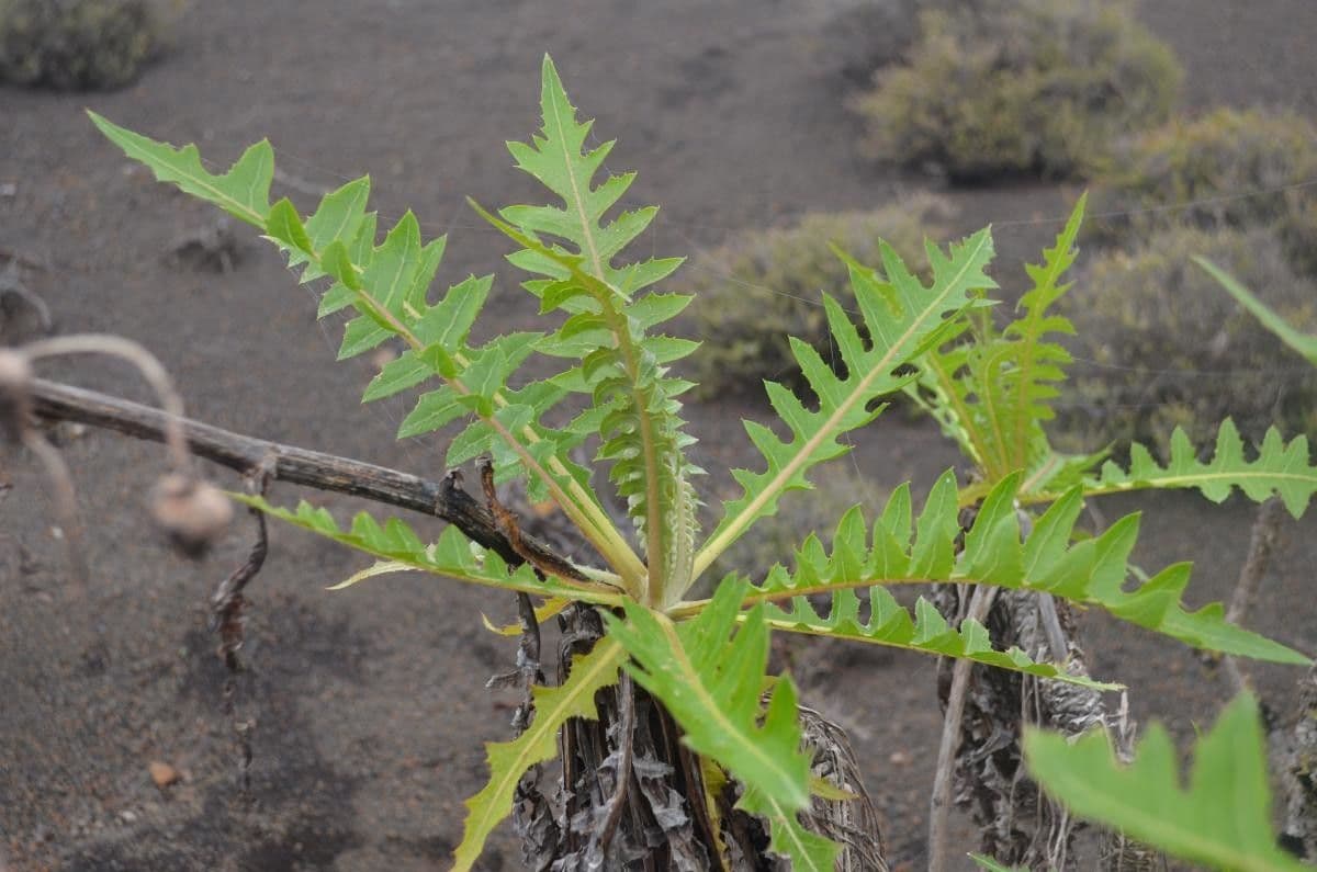 Sonchus gandogeri 7