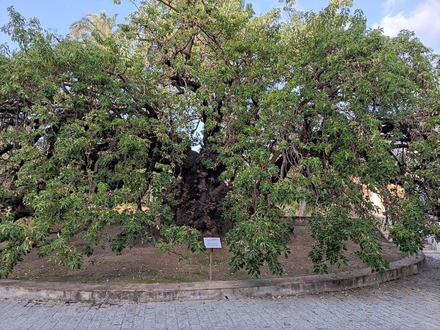 Prášivka 15