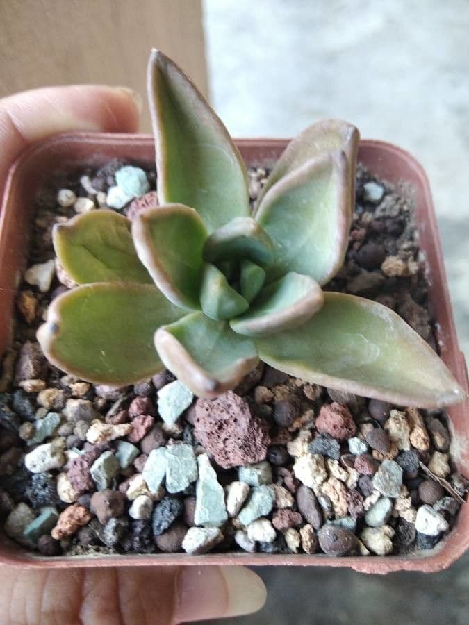 Echeveria 9