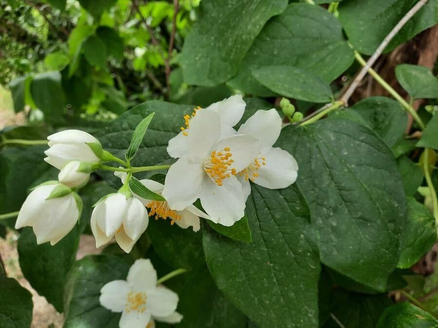 Pachysandra plstnatá 3