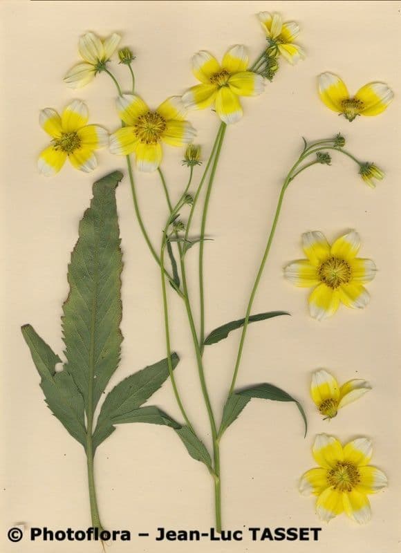 Bidens aurea 26