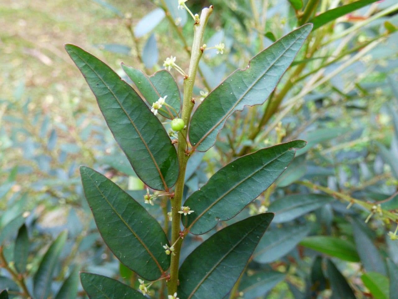 Phyllanthus