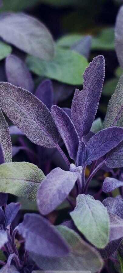 Salvia purpurea 12