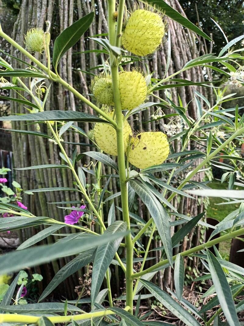 Gomphocarpus physocarpus 14