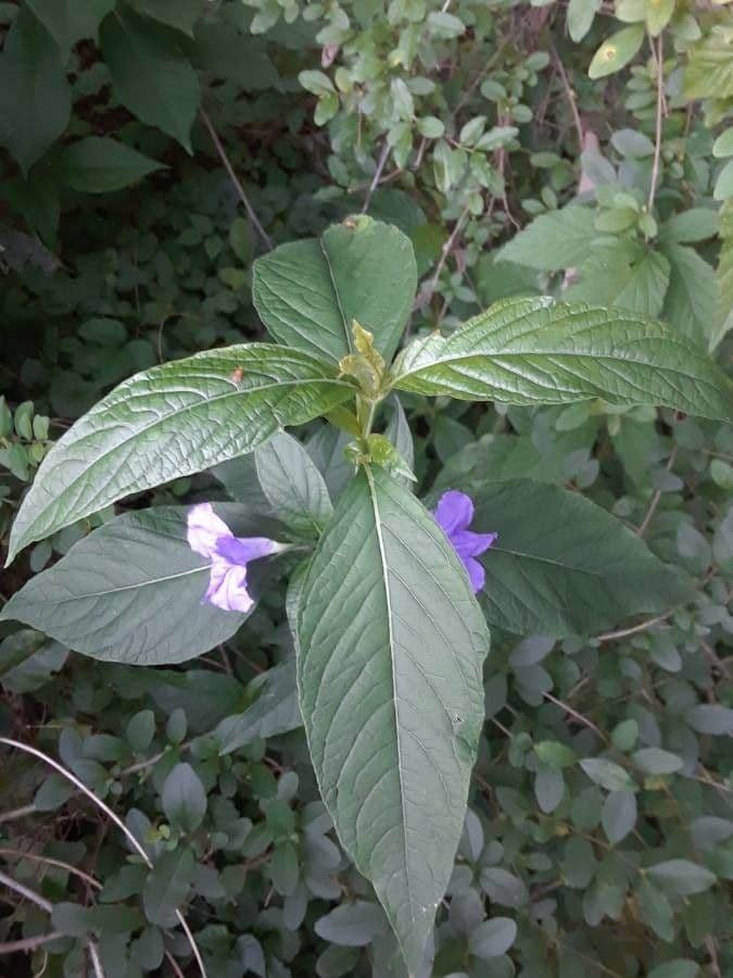 Ruellia 14