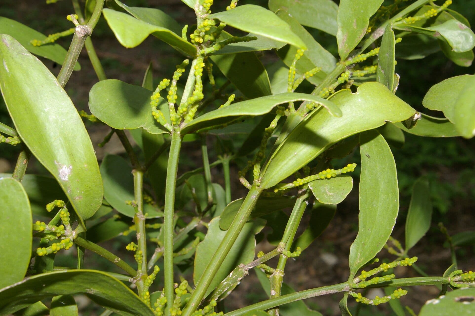 Phoradendron 7