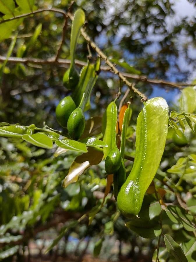 Perubalsam