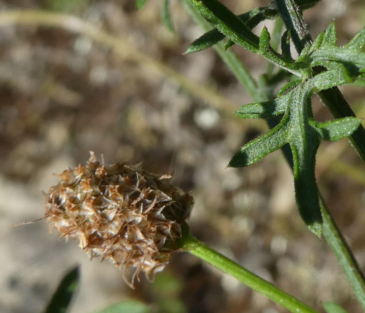 Centaurée paniculée 3