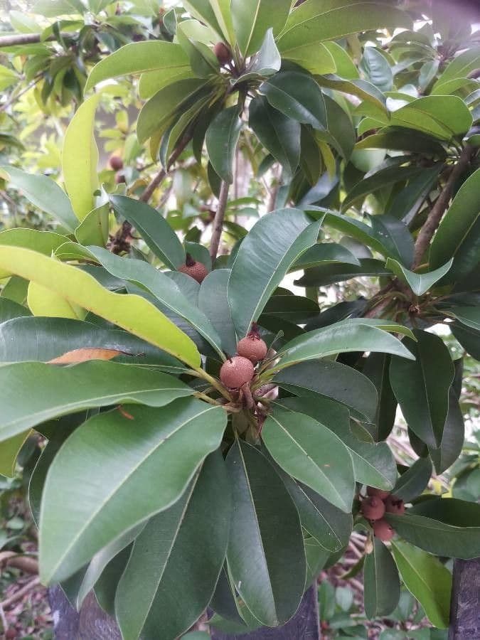 Sapodilla 19
