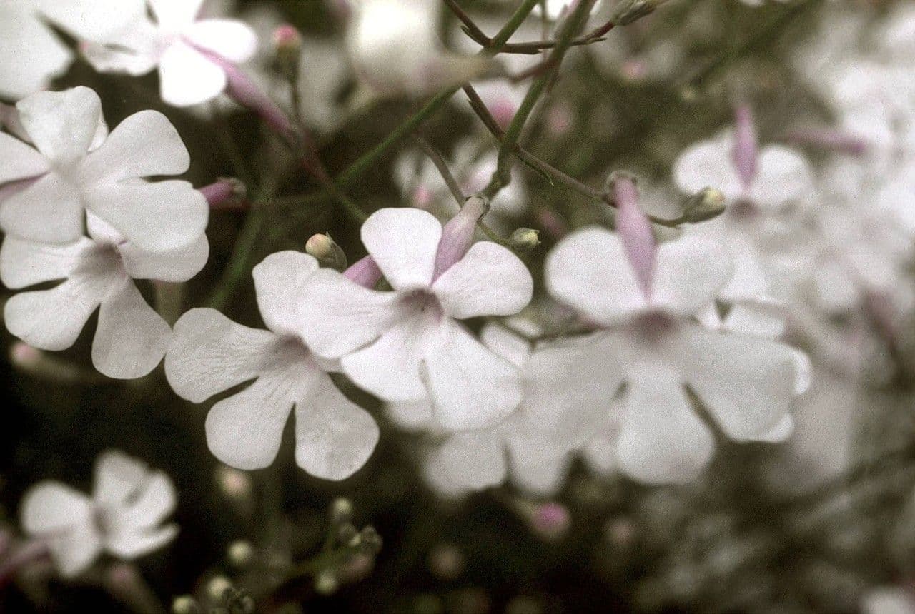Penstemon