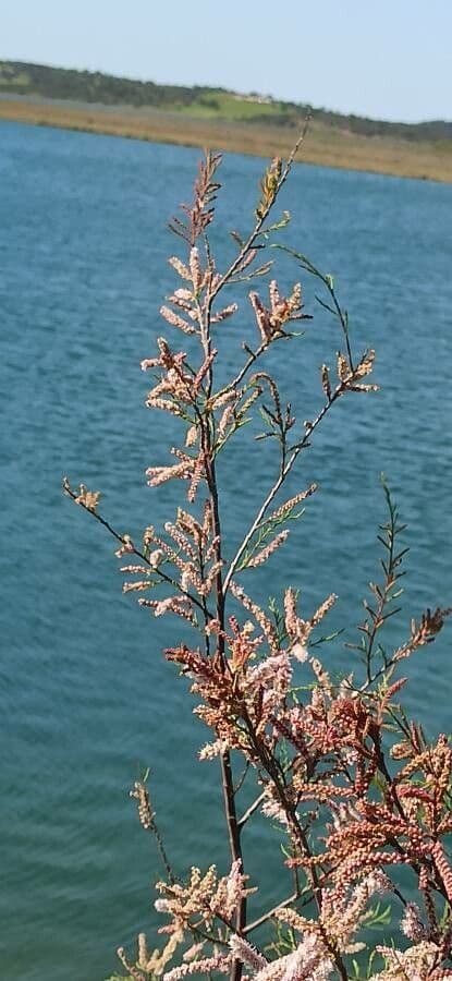 Tamariška africká