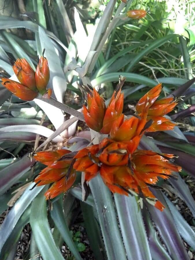 Guzmania 8