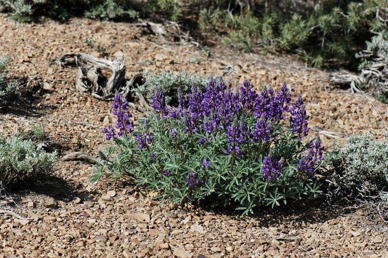 Silbriger Lupine 8