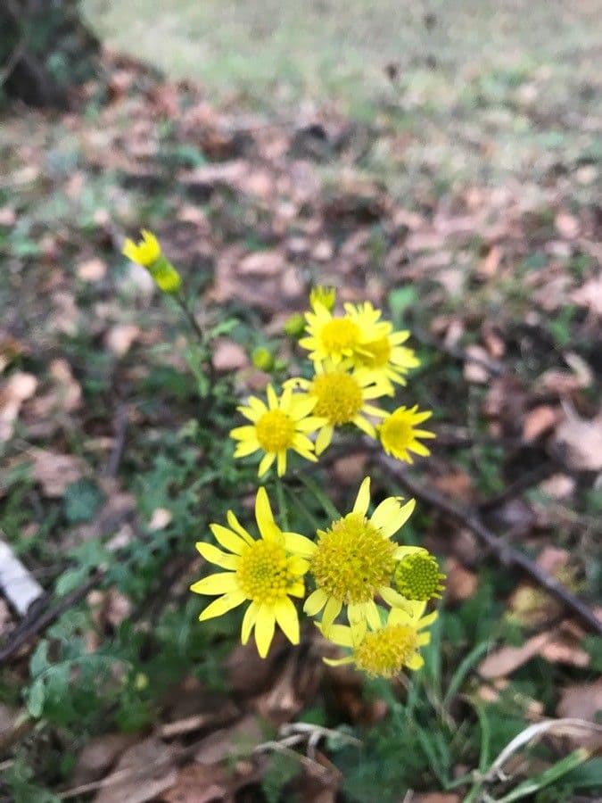 Senecio livido 2