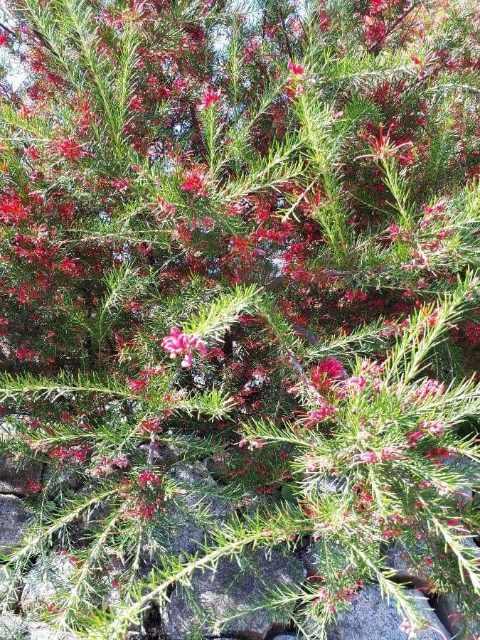 Rosmarinblättrige Grevillea 17