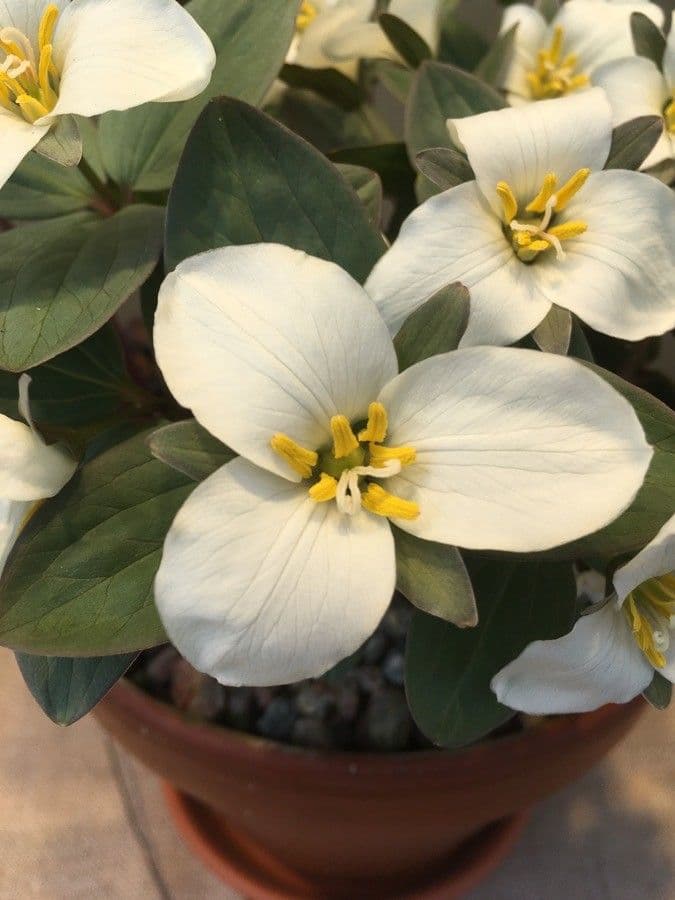 Trillium nivale 4